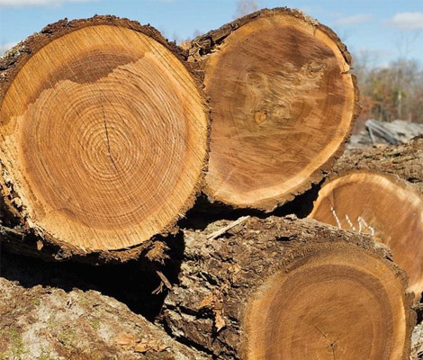 Gỗ óc chó là gỗ gì? Gỗ óc chó có tốt không? Gỗ óc chó là gỗ gì? Gỗ óc chó có tốt không?