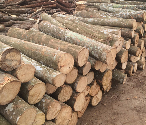 So sánh gỗ keo và gỗ xoan, gỗ thông, gỗ tràm, gỗ sồi So sánh gỗ keo và gỗ xoan, gỗ thông, gỗ tràm, gỗ sồi
